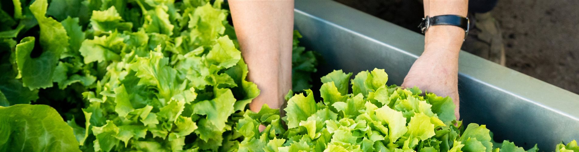 Gemüseernte - Salat ausheben