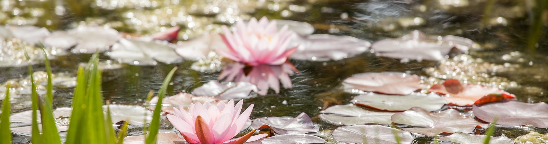 Nymphaea