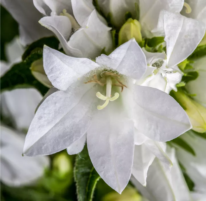 Knäuel-Glockenblume 'Alba'