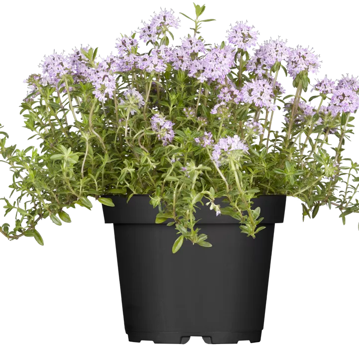 Mattenförmiger Garten-Rosmarin