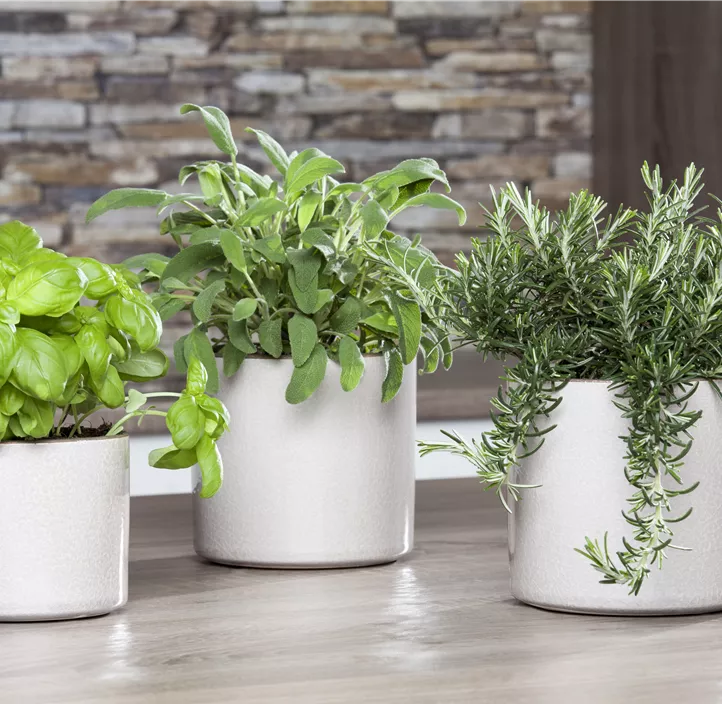 Mattenförmiger Garten-Rosmarin