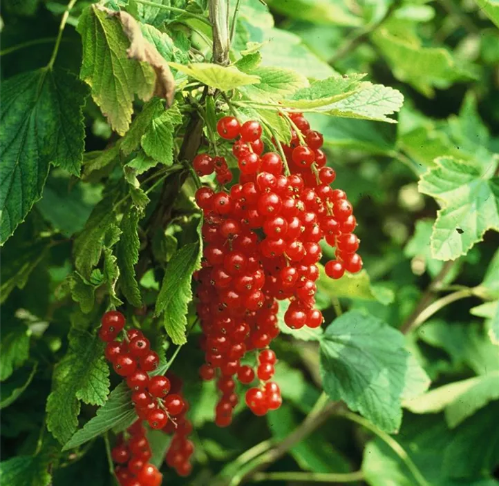 Johannisbeere 'Trio'