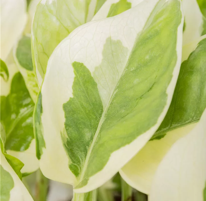 Gefleckte Efeutute 'N´Joy'