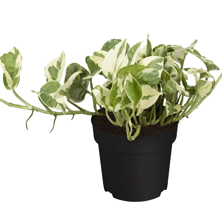 Gefleckte Efeutute 'N´Joy'