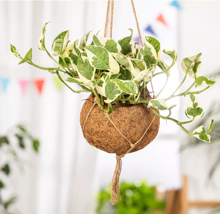 Gefleckte Efeutute 'N´Joy'