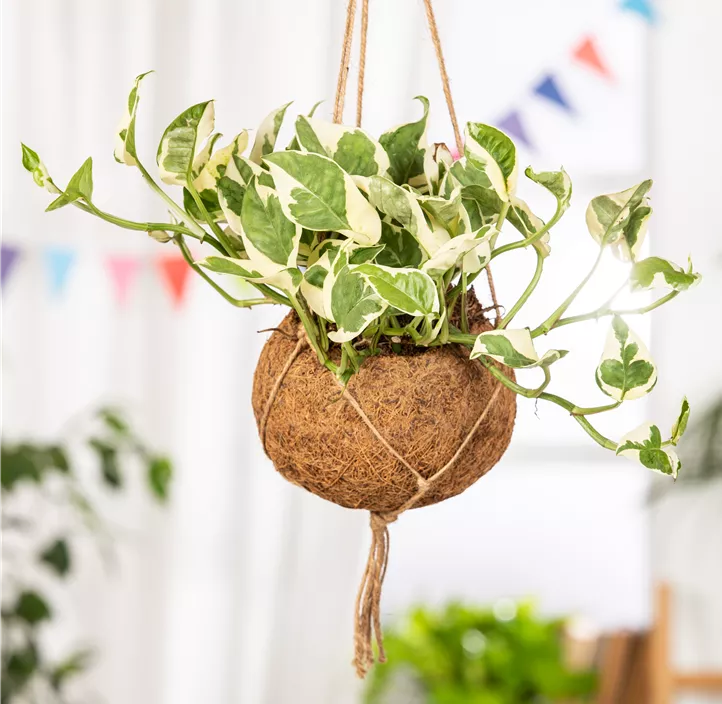 Gefleckte Efeutute 'N´Joy'