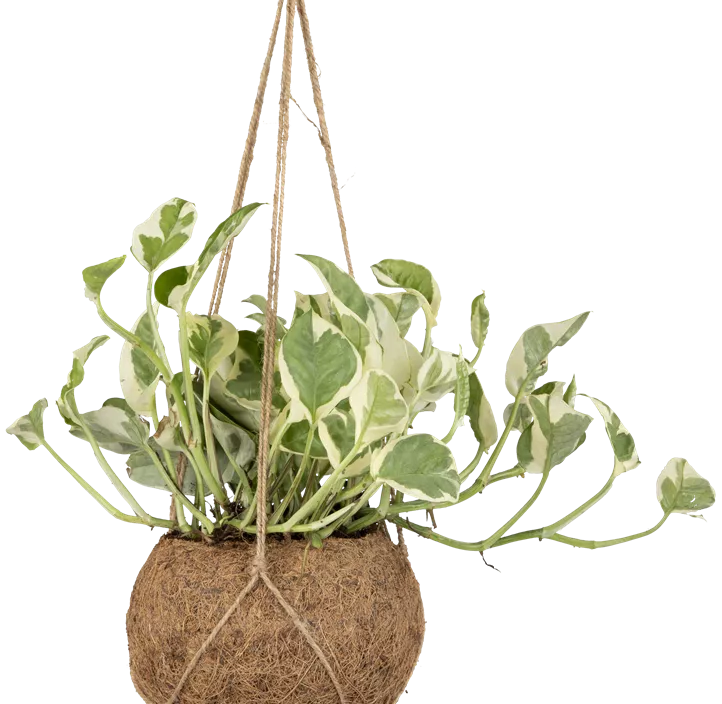 Gefleckte Efeutute 'N´Joy'