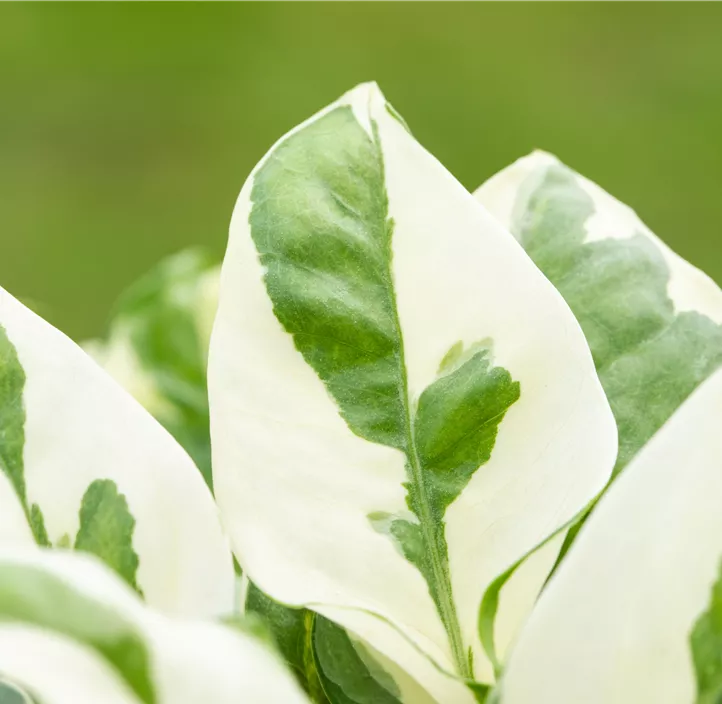 Gefleckte Efeutute 'N´Joy'