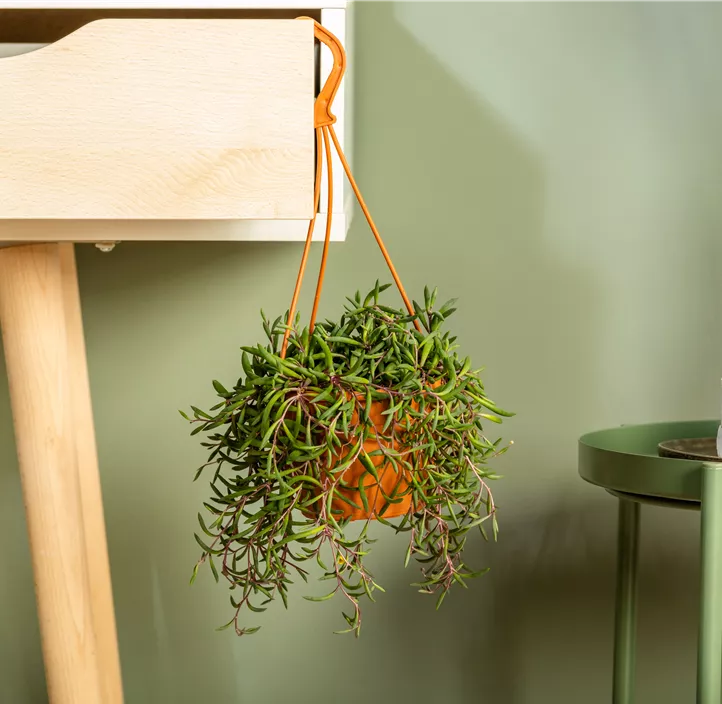 Erbsenpflanze 'Purple Flush'