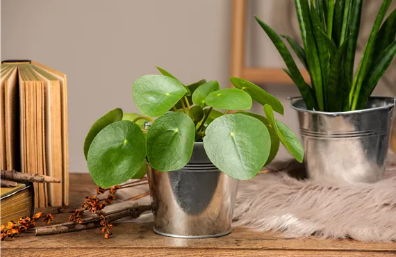 Pilea peperomioides auf einem Tisch