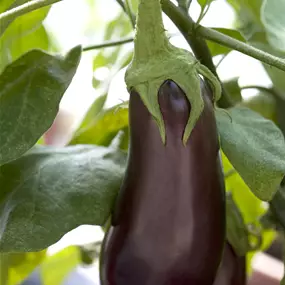 Solanum melongena