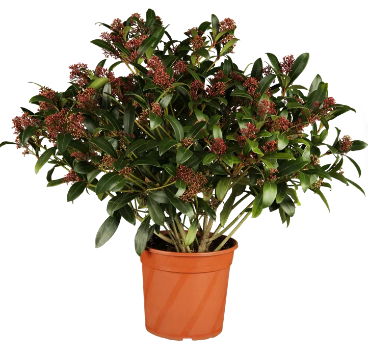 Japanische Fruchtskimmie