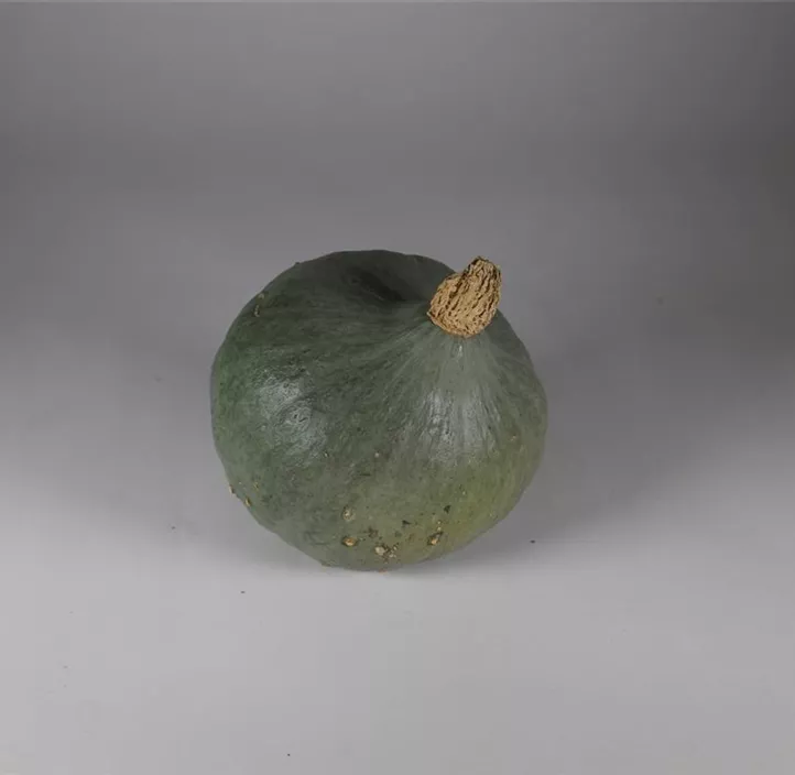 Speisekürbis Blue Ballet