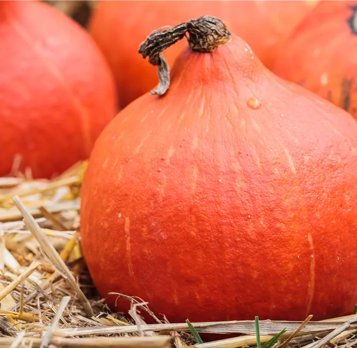 Speisekürbis Hokkaido