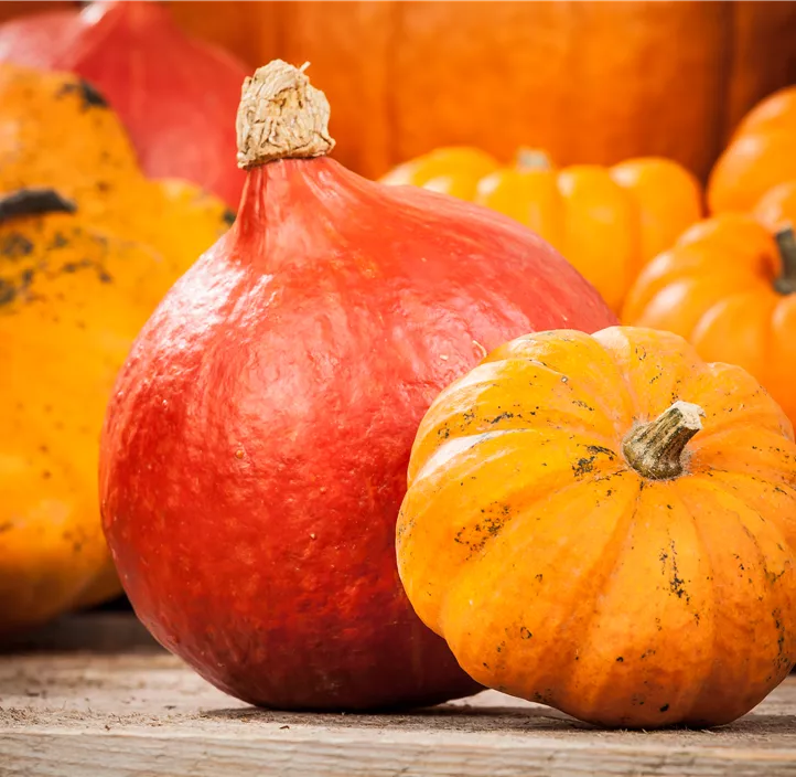 Speisekürbis Hokkaido