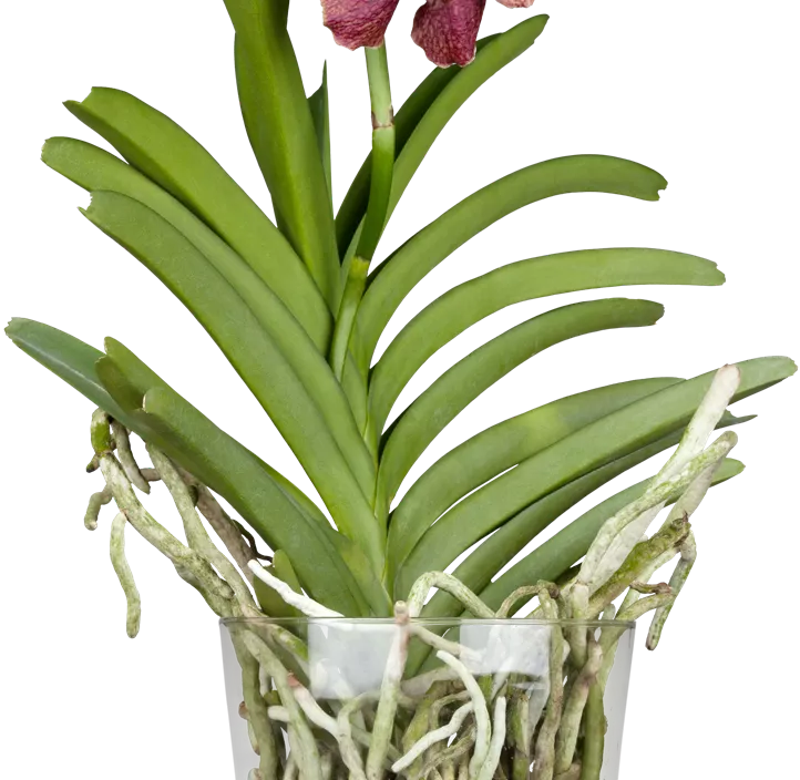 Vanda