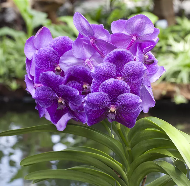 Vanda