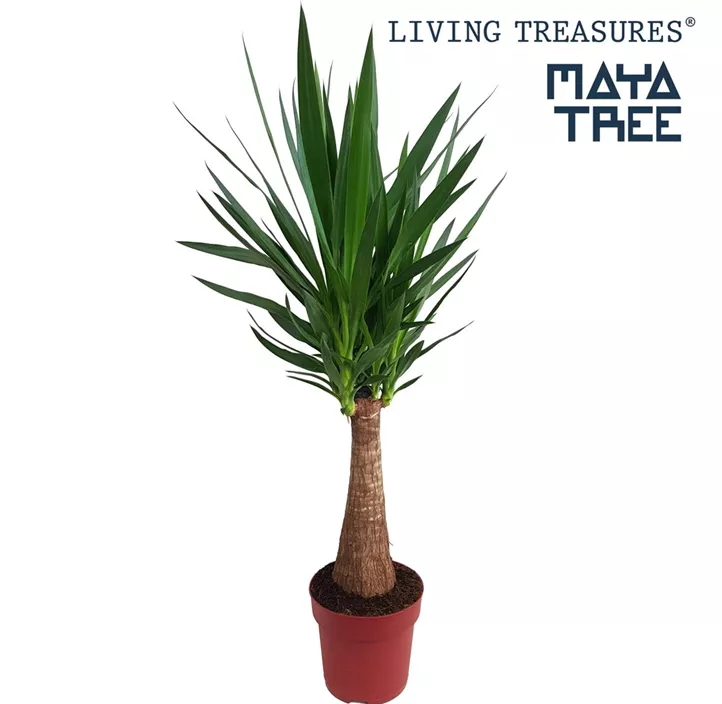 Palmlilie 'Maya Tree'