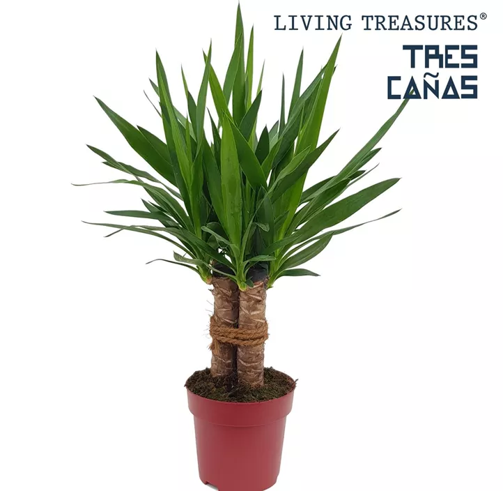 Riesen-Palmlilie 'Tres Canas'