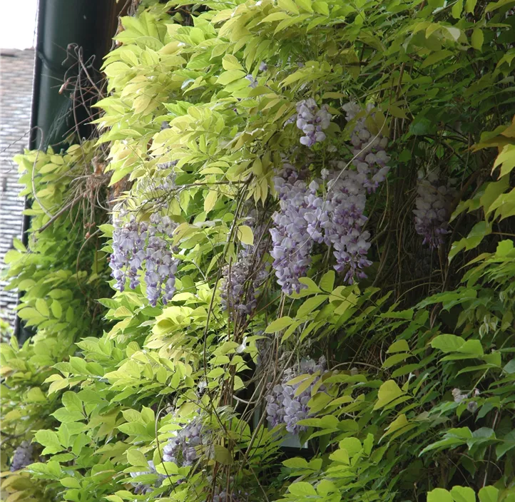 Japanischer Blauregen, Schirmform