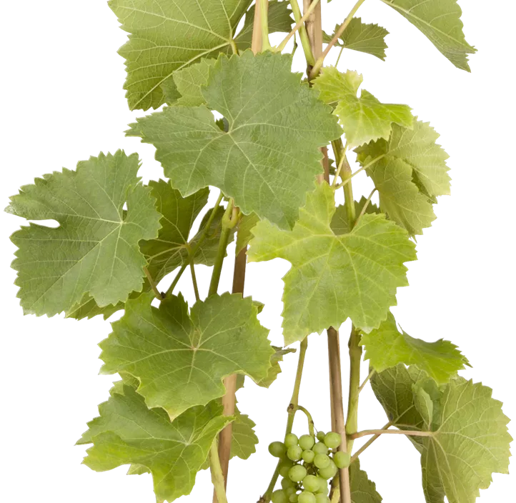 Weintraube 'Lakemont'