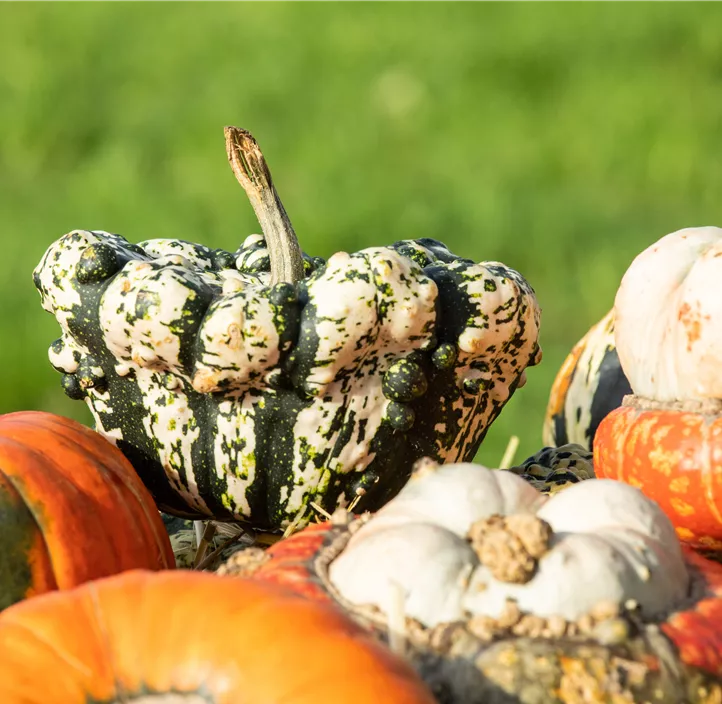 Zier-Kuerbis Mischung 9Stk/Netz