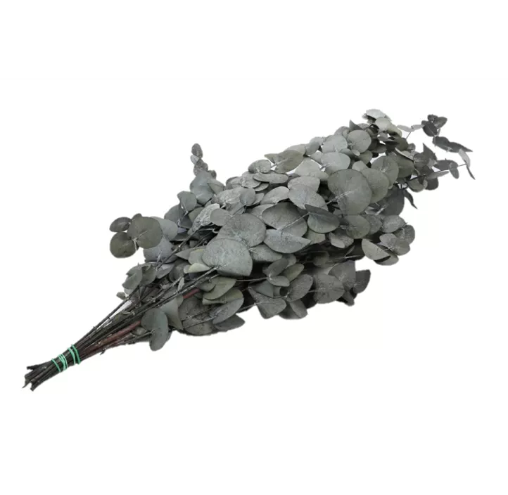 Eucalyptus Bund stabilisiert