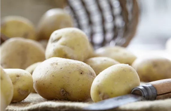 1681 (2) Kartoffeln im Korb