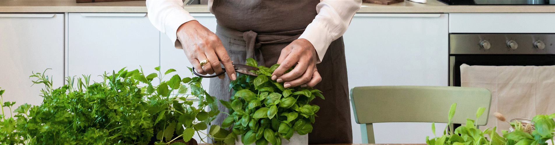 Küchenkräuter Ambiente - Kräuter pflücken Küchenkräuter Ambiente - Kräuter pflücken