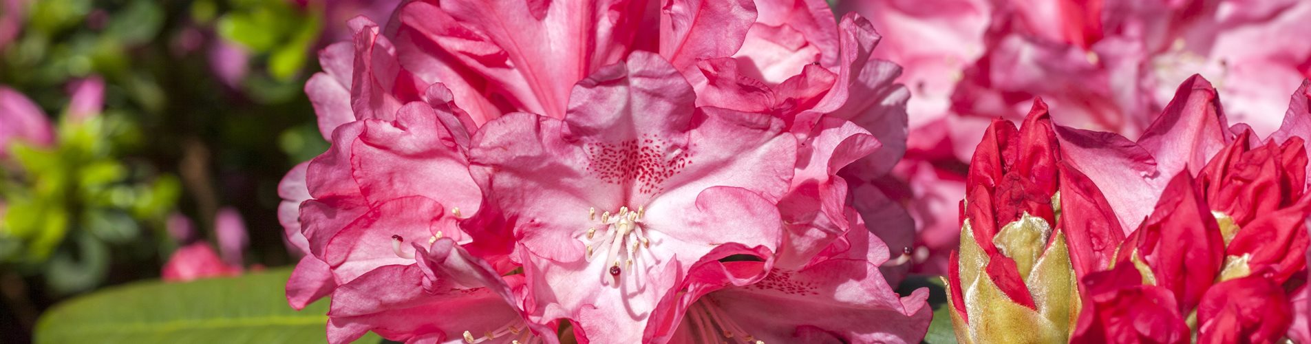 Rhododendron Rhododendron