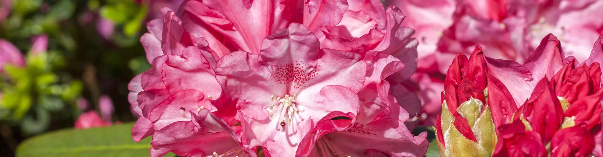 Rhododendron - Bellaflora