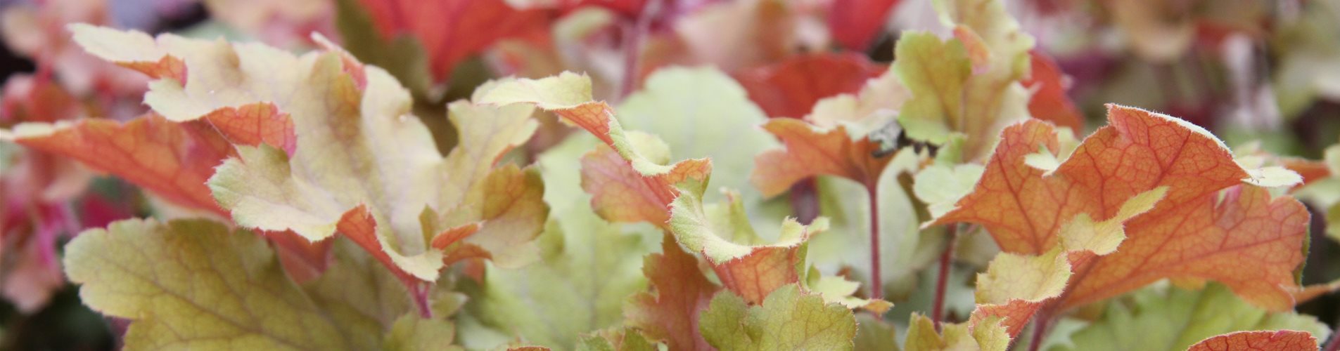 Purpurgloeckchen_heuchera_exklusiv_IMG_7604