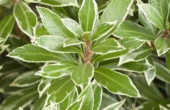 grüne Blattschmuckpflanze