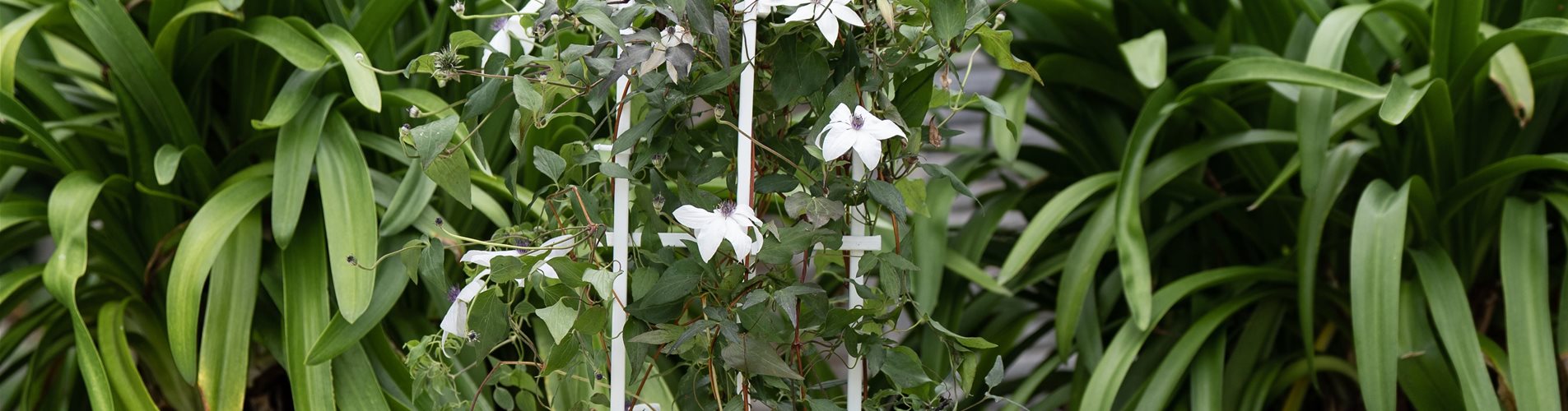 Bellaflora-content-studiosoco-2072-0-1267-4000-2250 Bellaflora-content-studiosoco-2072-0-1267-4000-2250