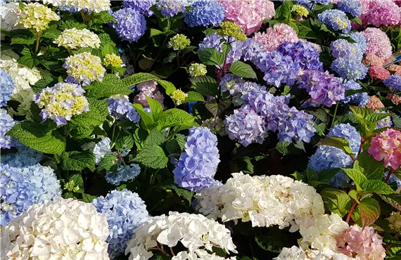 Hortensienblüte Hortensienblüte