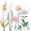 bellaflora Gartencenter GmbH