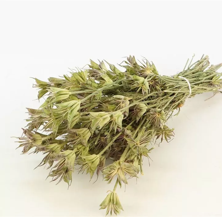 Nigella Orientalis Bund