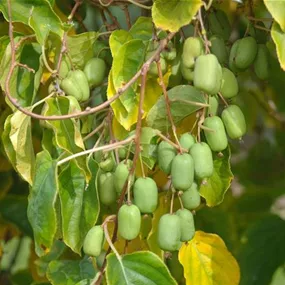 Actinidia arguta Issai