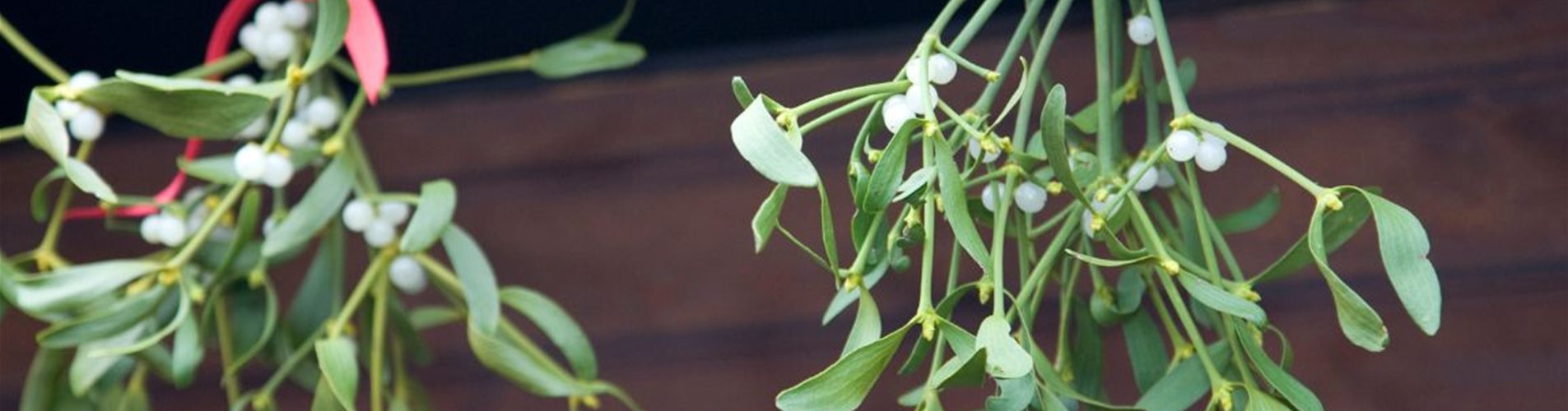 Bild für LP Adventzeit