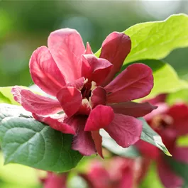 Calycanthus raulstonii Aphrodite