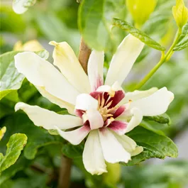 Calycanthus Venus