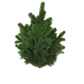 Nordmanntanne Handbund 