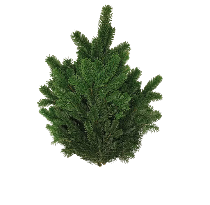 Nordmanntanne Handbund 