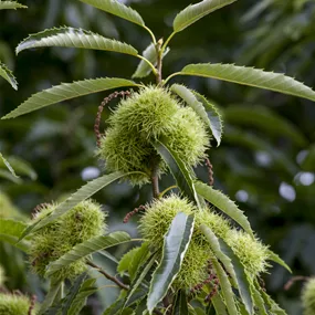 Castanea sativa