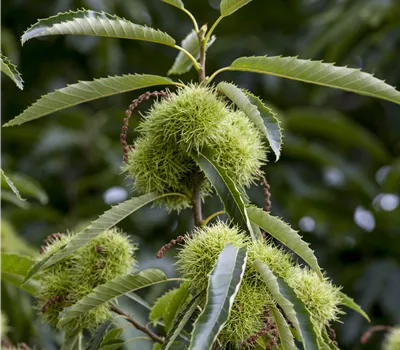 Castanea sativa