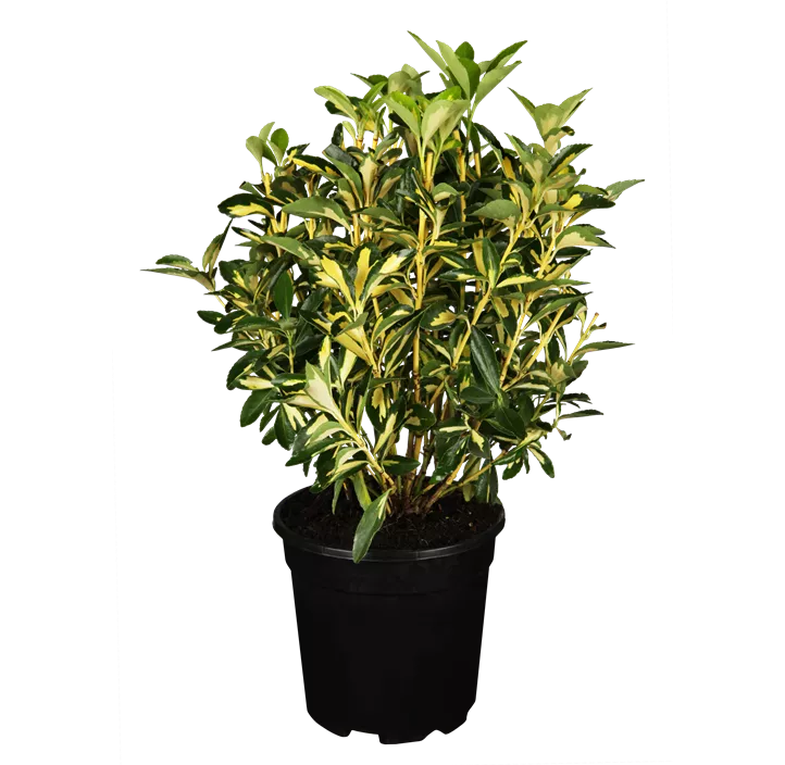 Japanspindel 'Mediopicta Luna'