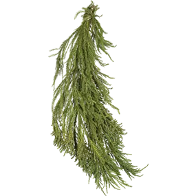 Cryptomeria Handbund