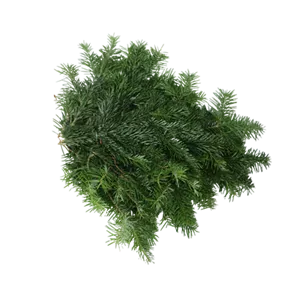 Nordmanntanne Qualitäts Reisig