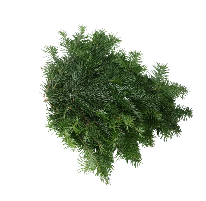 Nordmanntanne Qualitäts Reisig