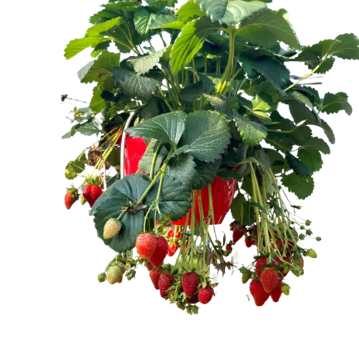 Erdbeere 'Daroyal'
